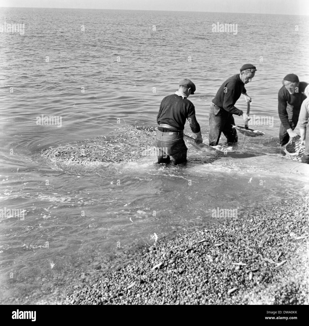 Senna netting equipaggi pesca dello sgombro e spratti dalla spiaggia di West Bay e lungo la Chesil Beach circa 1950 Foto Stock