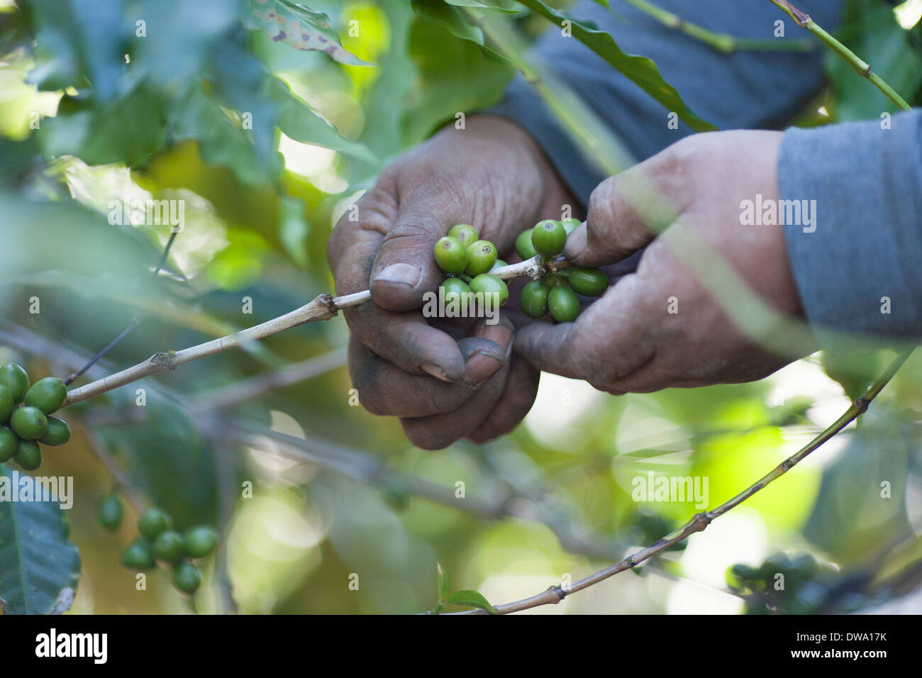 Calloused Mani ruvide handpick mature di bacche di caffè off traboccante di boccole in un campo sopra Ataca, ruta de las Flores El Salvador Foto Stock