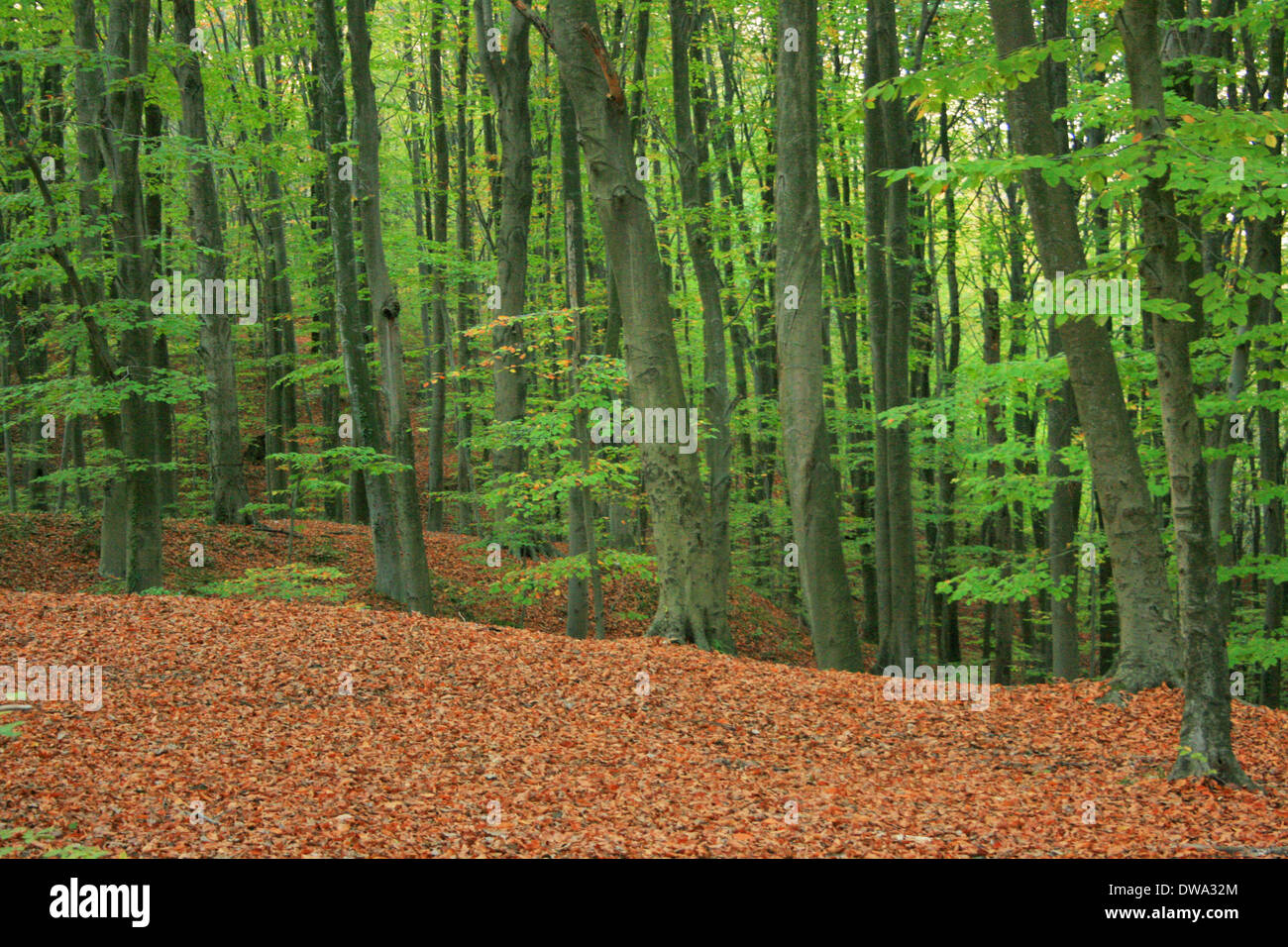 Belgrad foresta in caduta stagione ,Istanbul, Turchia Foto Stock