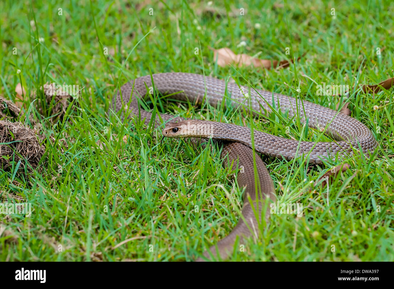 Orientale snake marrone Pseudonaja textilis Foto Stock