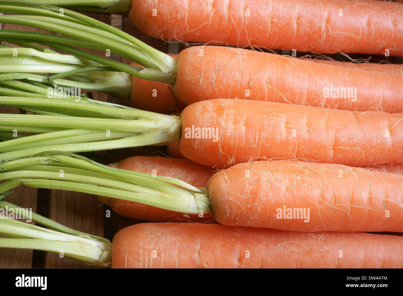 Appena raccolto le carote con le loro cime close up Foto Stock