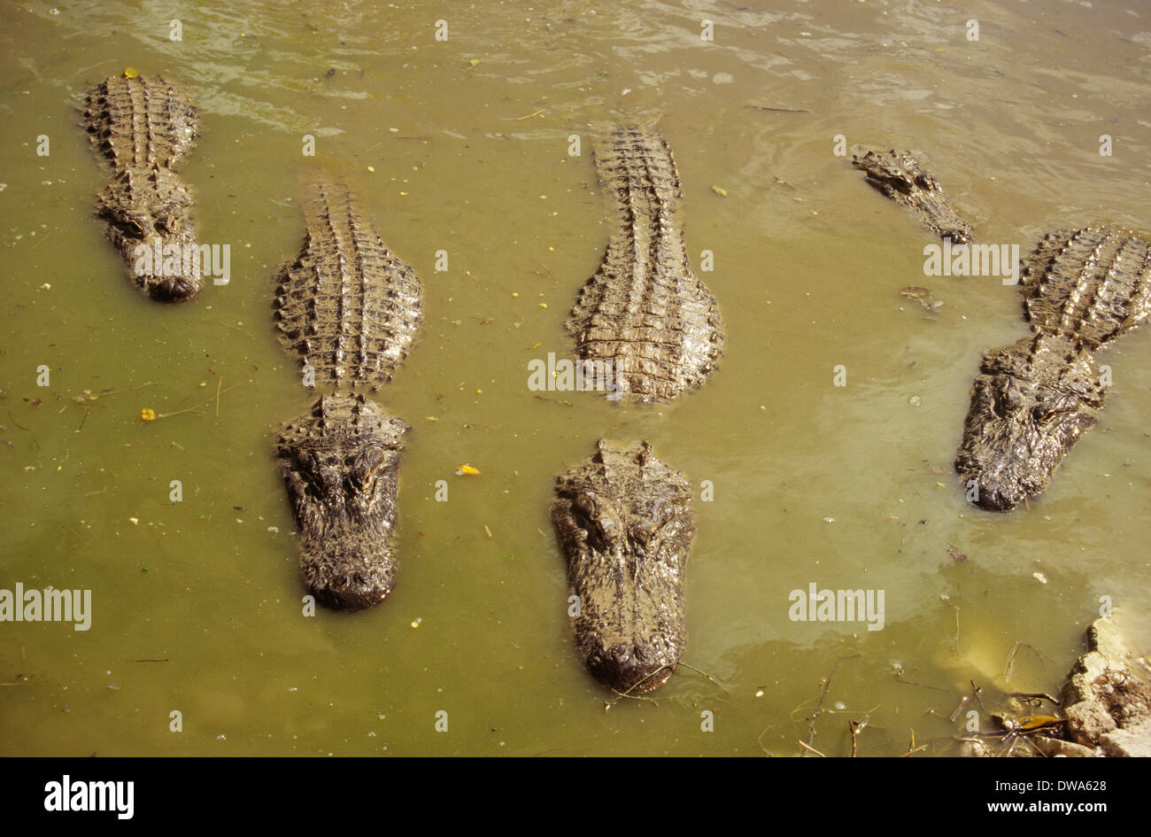 Alligatori al laghetto eco, Everglades National Park, Florida, Stati Uniti d'America. Foto Stock
