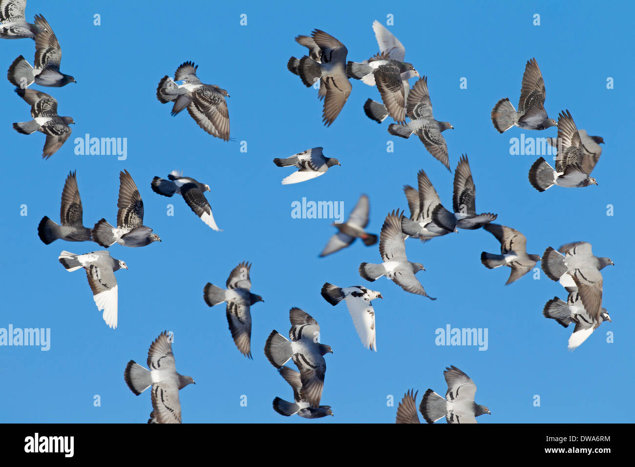 Piccioni domestici / piccioni selvatici (Columba livia domestica) gregge in volo contro il cielo blu Foto Stock