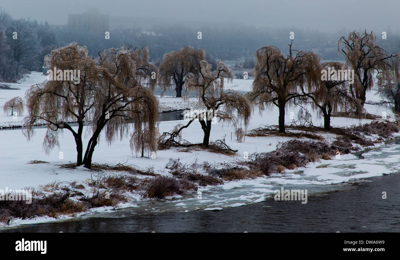 Ghiaccio alberi dissimulata nella tempesta di neve Foto Stock