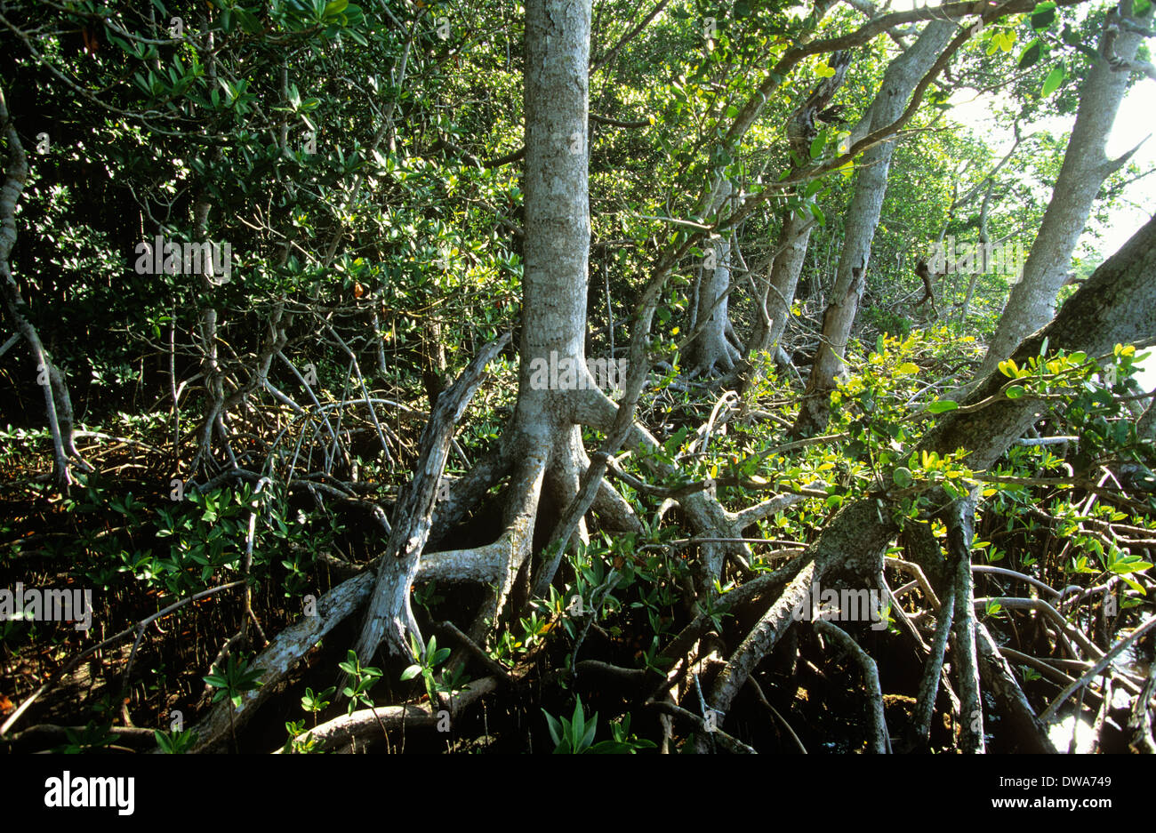 Red paludi di mangrovie costituiscono un importante acqua di sale di habitat in Everglades National Park, Florida, Stati Uniti d'America. Foto Stock