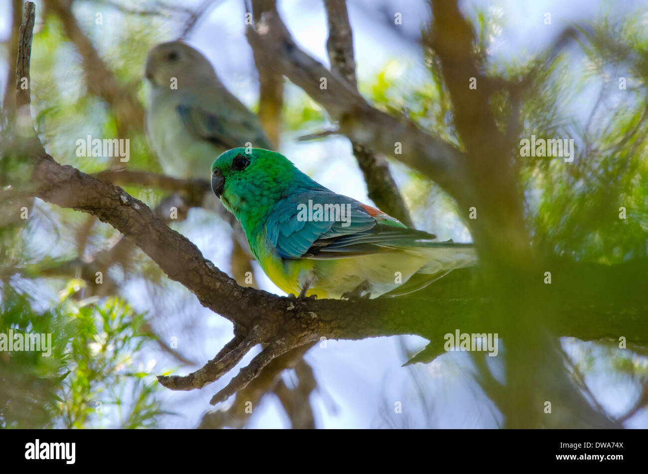 Rosso-rumped Parrot Psephotus haematonotus maschio e femmina Foto Stock