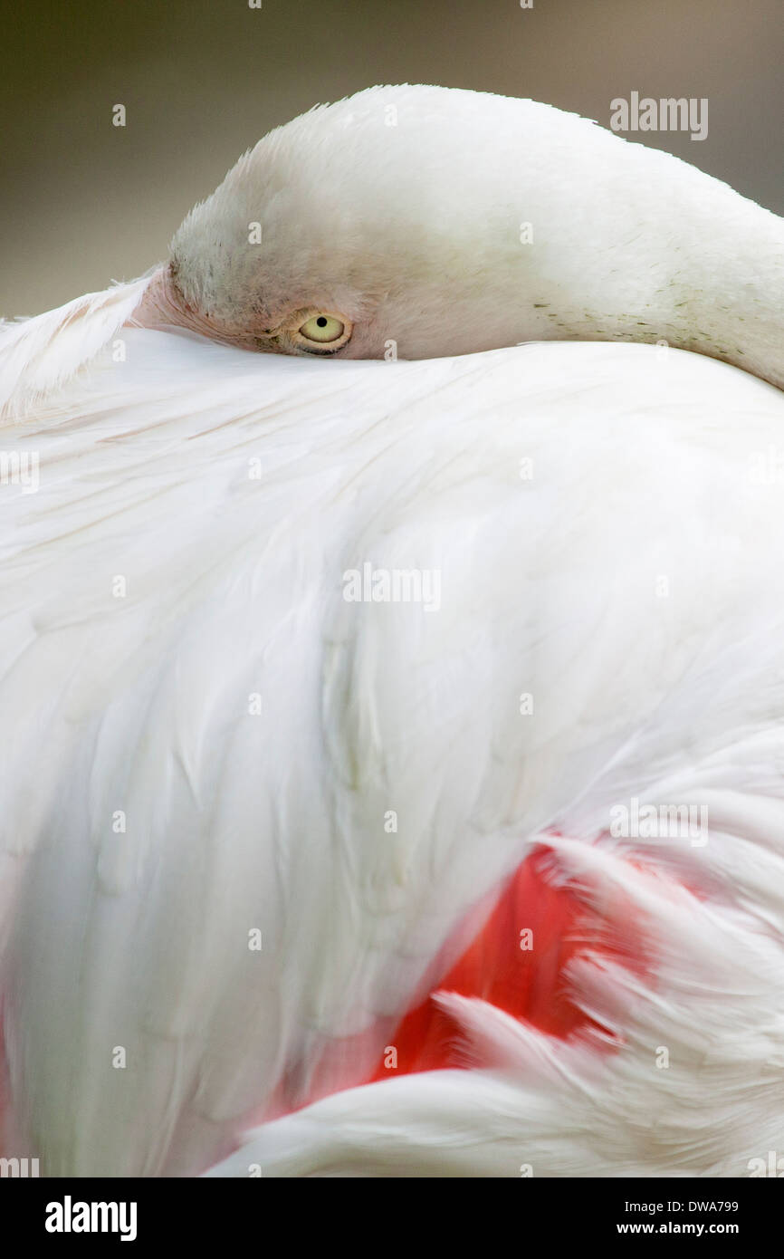 Un fenicottero maggiore (Phoenicopterus roseus) di appoggio Foto Stock