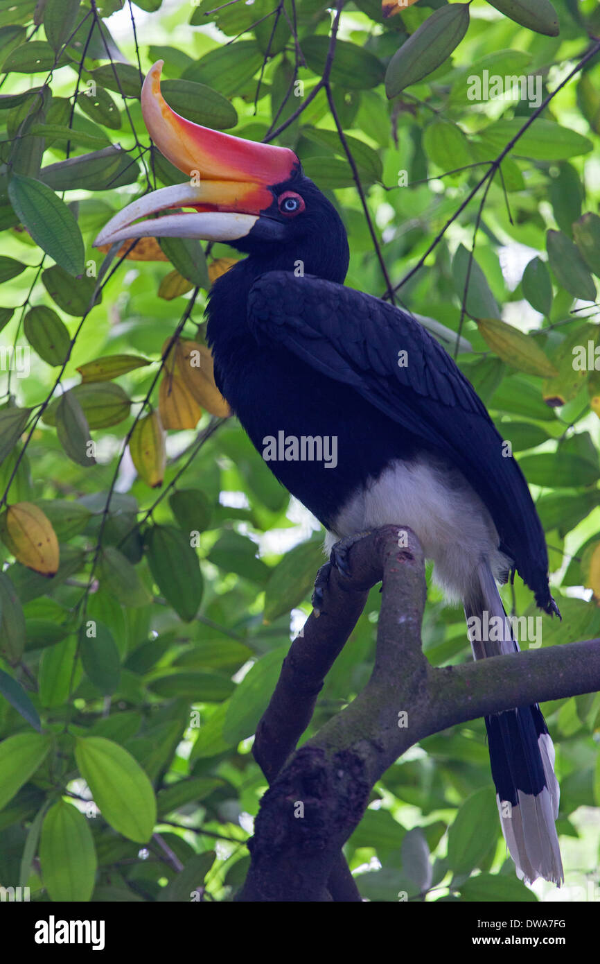 Rhinoceros Hornbill (Buceros rhinoceros) nel Borneo, Malaysia Foto Stock