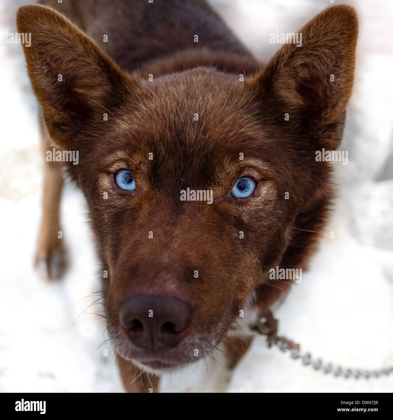 Penetranti occhi blu di un husky di lavoro Foto Stock