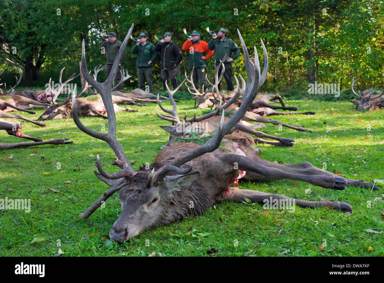 Cacciatori suonare la tromba e shot Il cervo (Cervus elaphus) stags eviscerato dopo la caccia durante la stagione di caccia in autunno Foto Stock