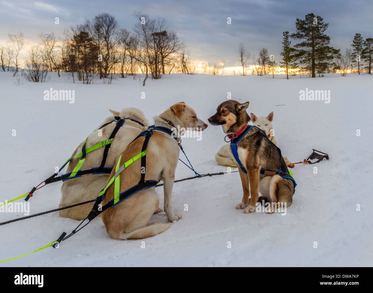 Rifiuto - lo sleddog, Norvegia Foto Stock