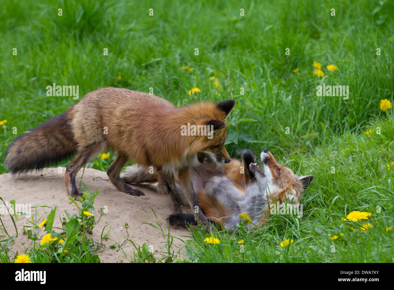 Due volpi rosse (Vulpes vulpes vulpes) playfighting a den in Prato Foto Stock