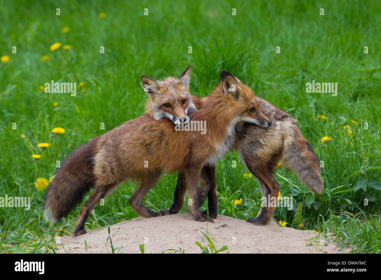 Due volpi rosse (Vulpes vulpes) giocando a den in Prato Foto Stock
