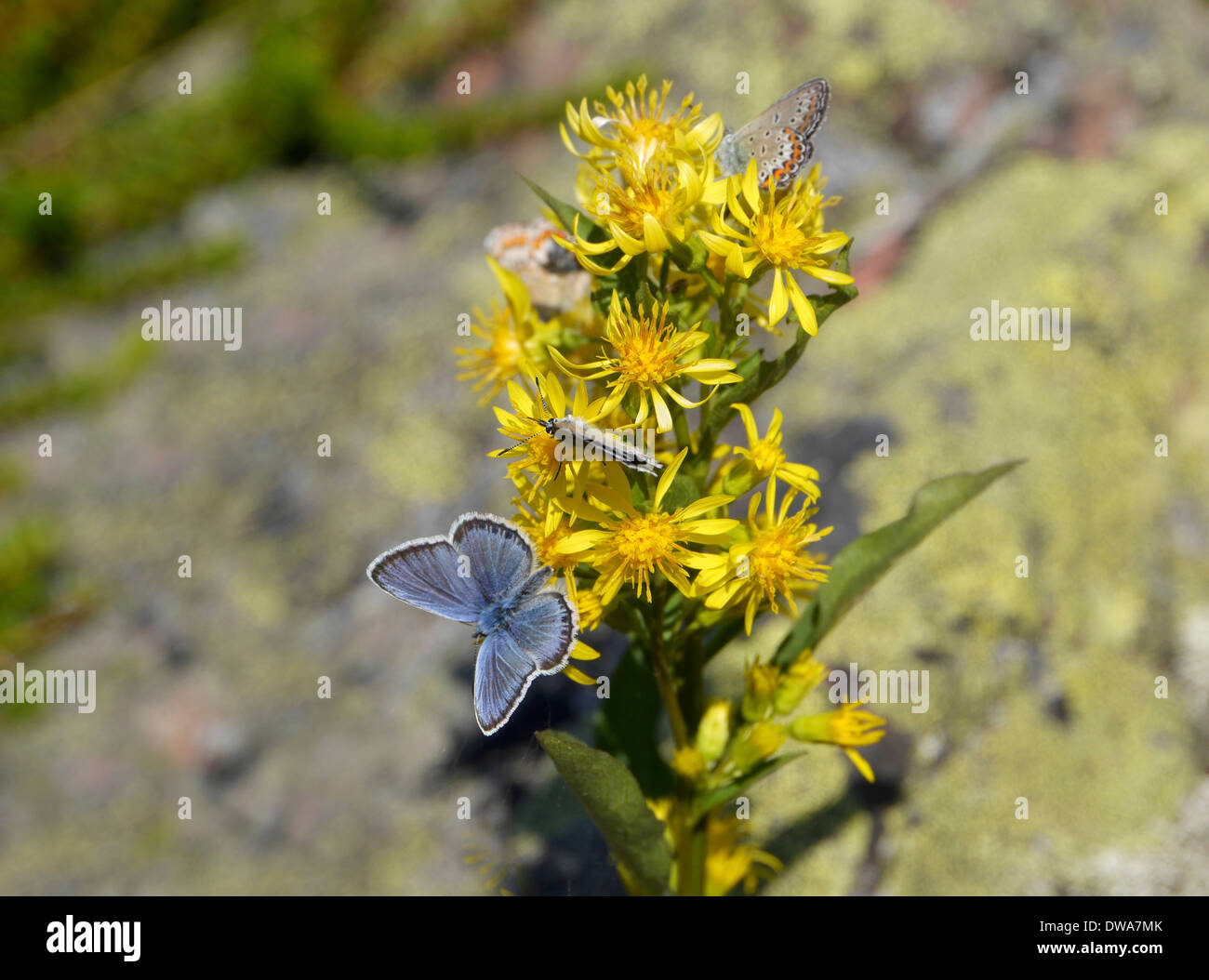 Comune (blues polyommatus icarus) su fiori gialli, Svezia Foto Stock