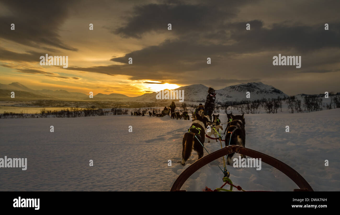 Cani da slitta verso il tramonto, Tromso, Norvegia Foto Stock