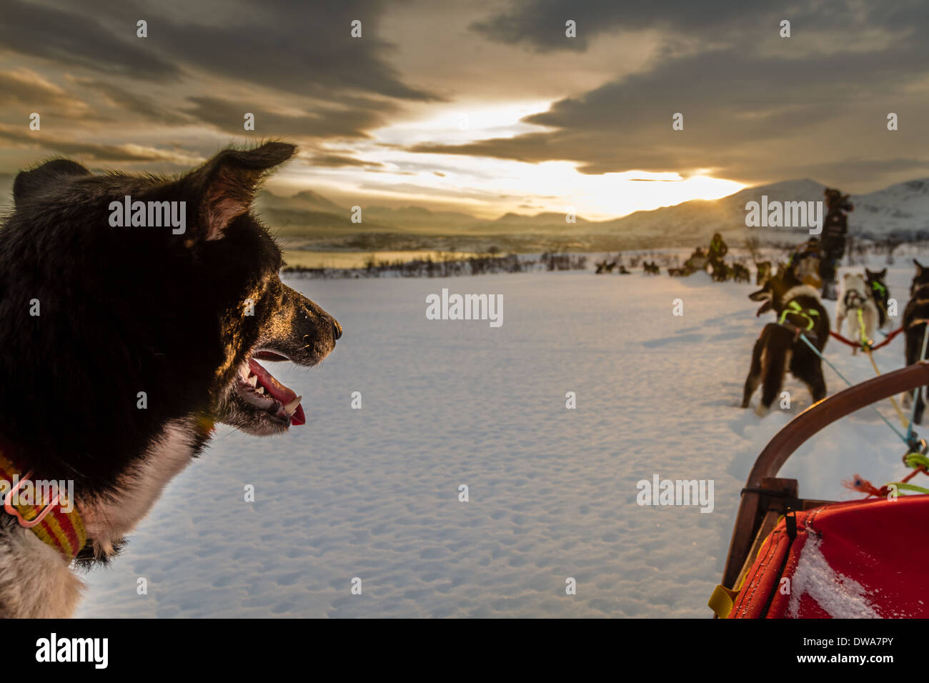Close up di un cane husky con le slitte trainate dai cani team più avanti, Tromso, Norvegia Foto Stock