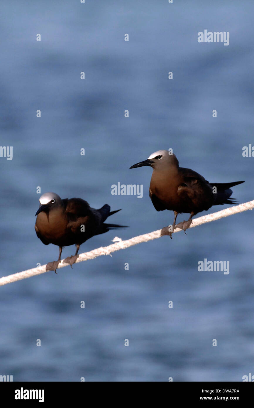 Due noddy marrone (anous stolidus), in Los Roques PARCO NAZIONALE Foto Stock