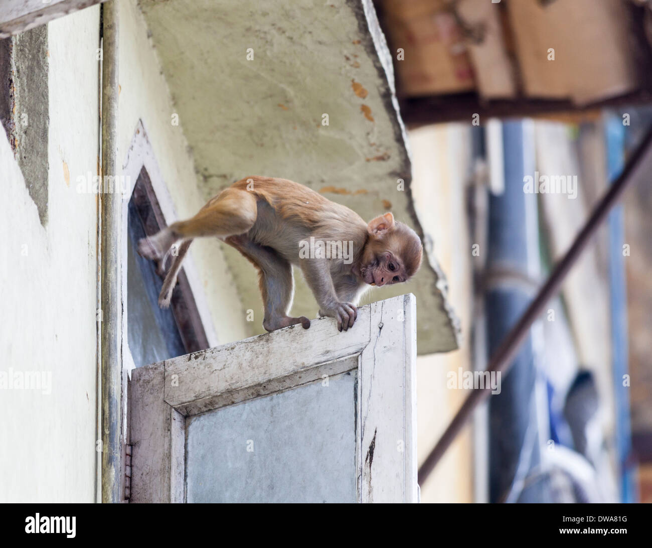 Giovani macaco rhesus o Bhandar monkey (macaca mulatta) salendo tra appartamenti a Nuova Delhi, India Foto Stock