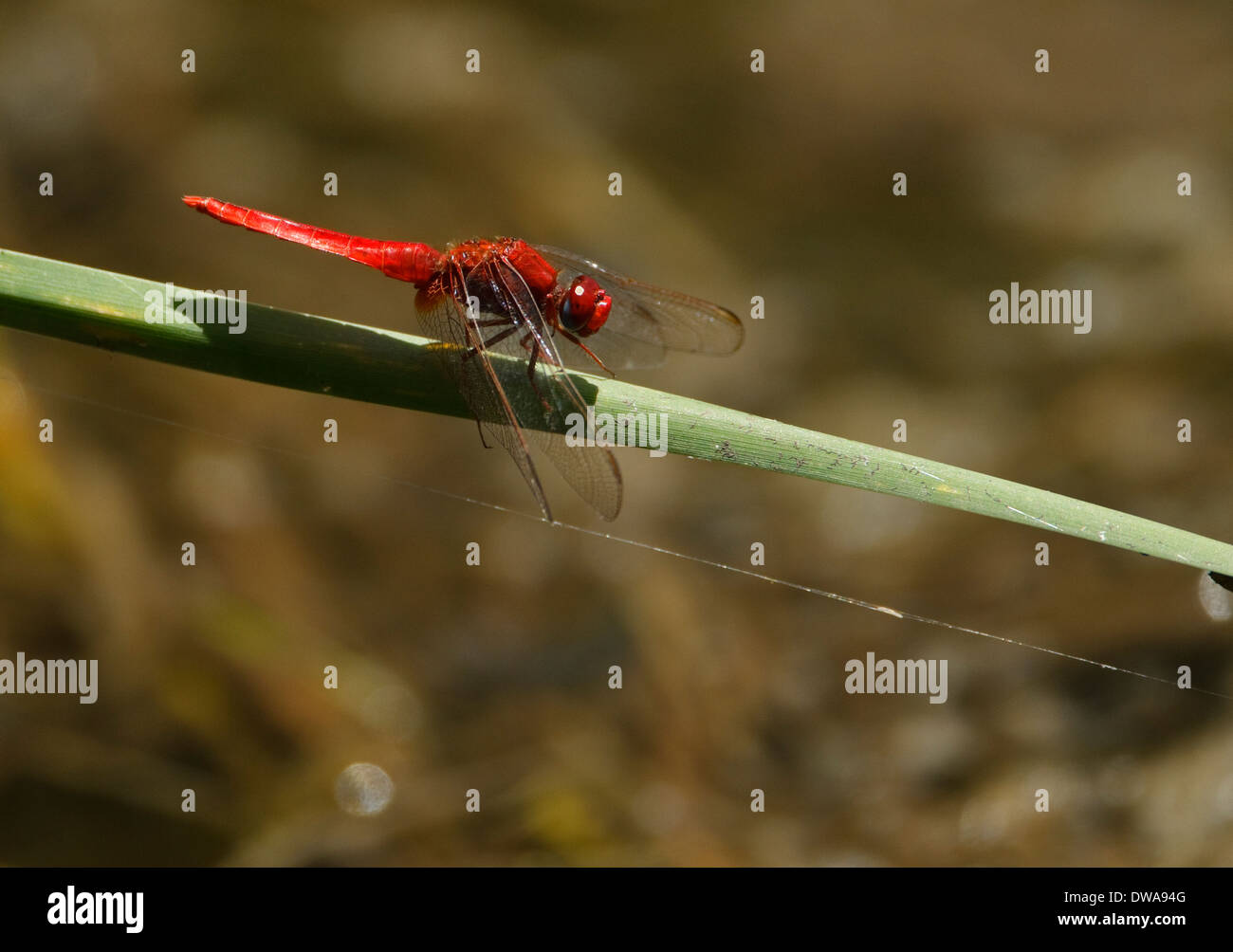 Voce maschile Scarlet Darter (Crocothemis erythraea) arroccato su una cannuccia parco nazionale Kruger Sud Africa Foto Stock