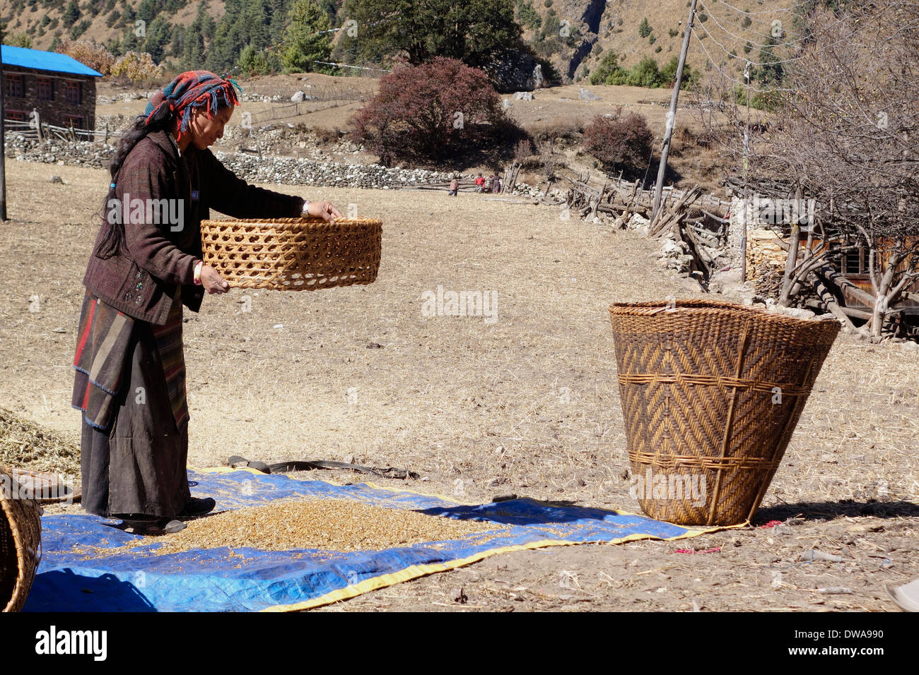 Donna setacciatura di grano nel villaggio di Lho, Nepal. Foto Stock