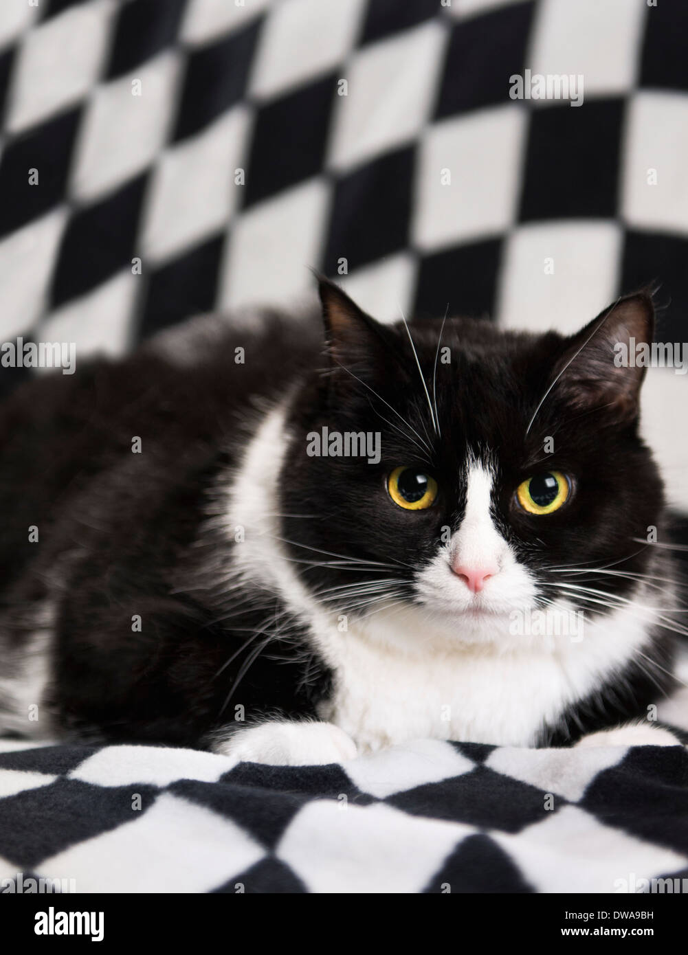 In bianco e nero "tuxedo' cat Foto Stock
