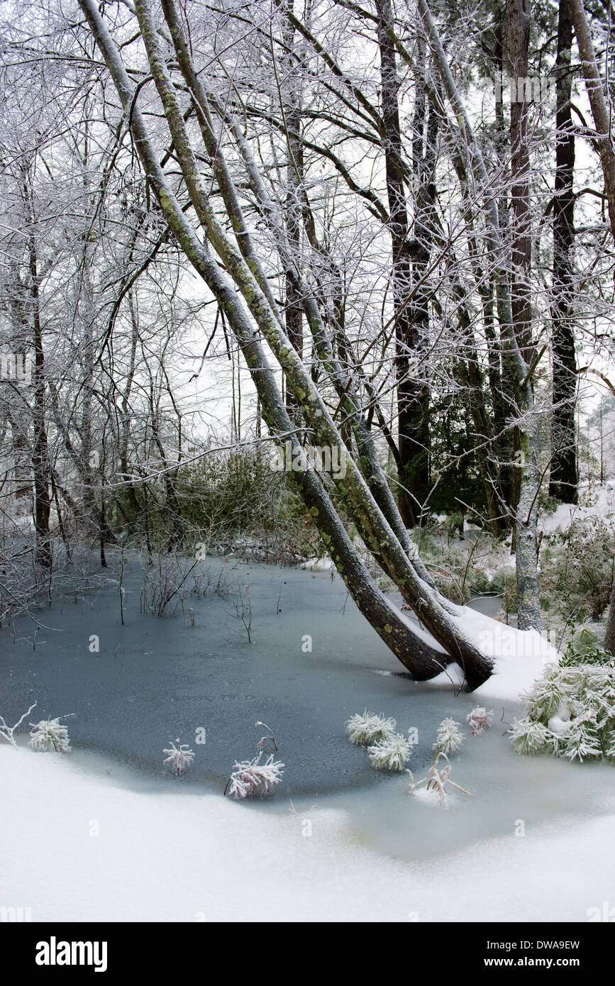 Congelati negli stagni e paesaggio innevato con alberi pendente Foto Stock