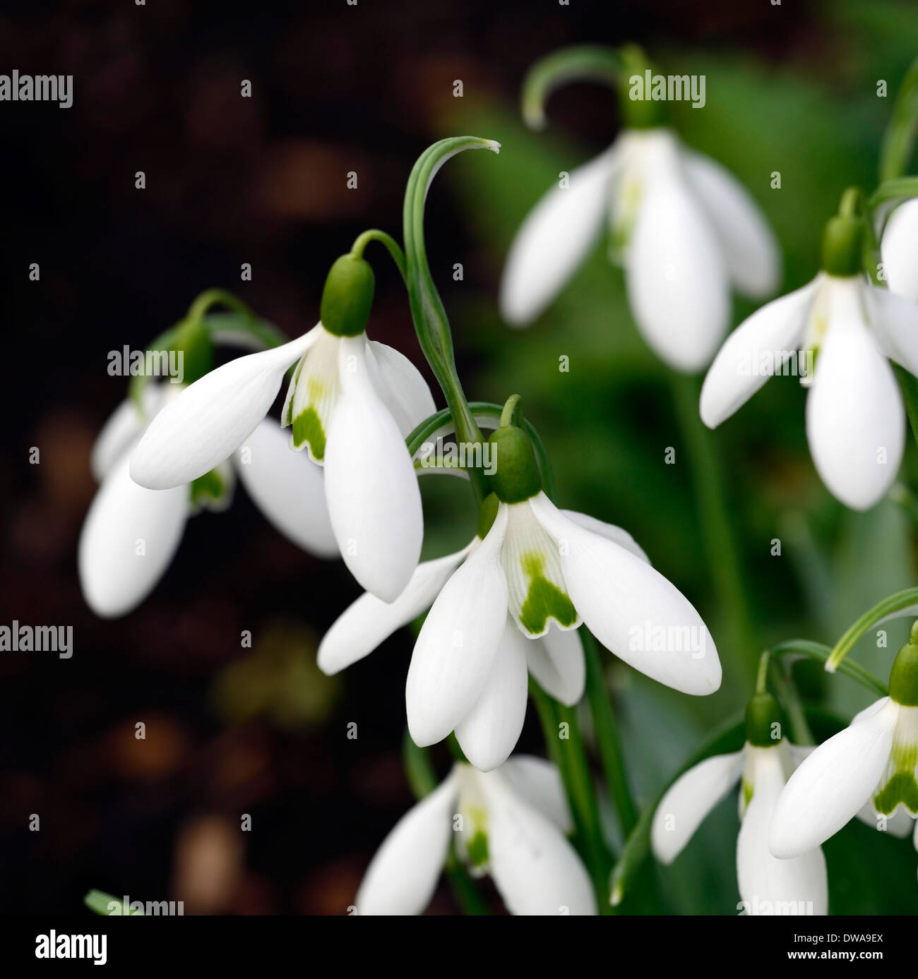 Galanthus elwesii cedric il prolifico snowdrop fiori bianchi contrassegni verdi di bulbi da fiore bucaneve Foto Stock