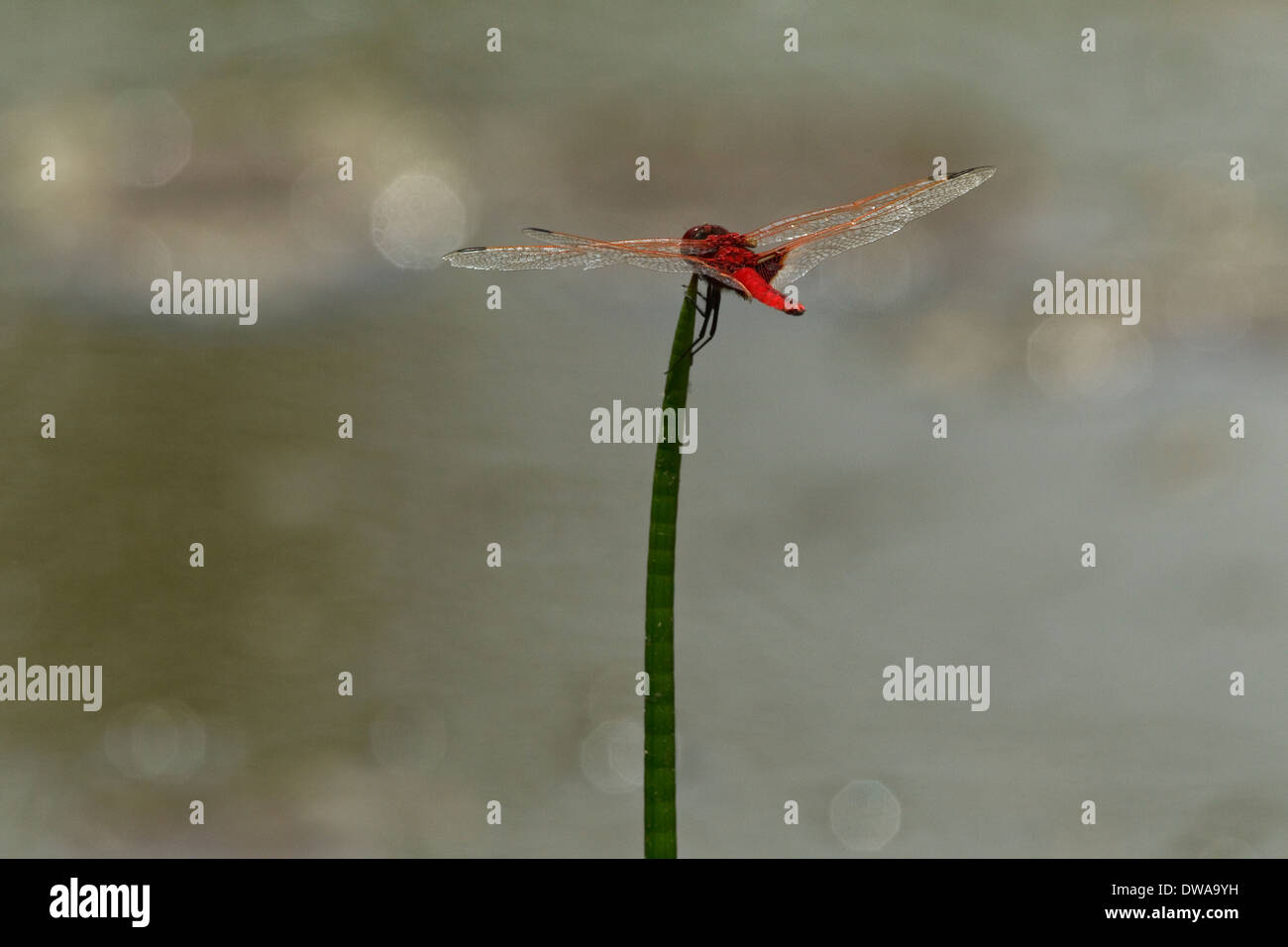 Voce maschile Scarlet Darter (Crocothemis erythraea) arroccato su una cannuccia parco nazionale Kruger Sud Africa Foto Stock