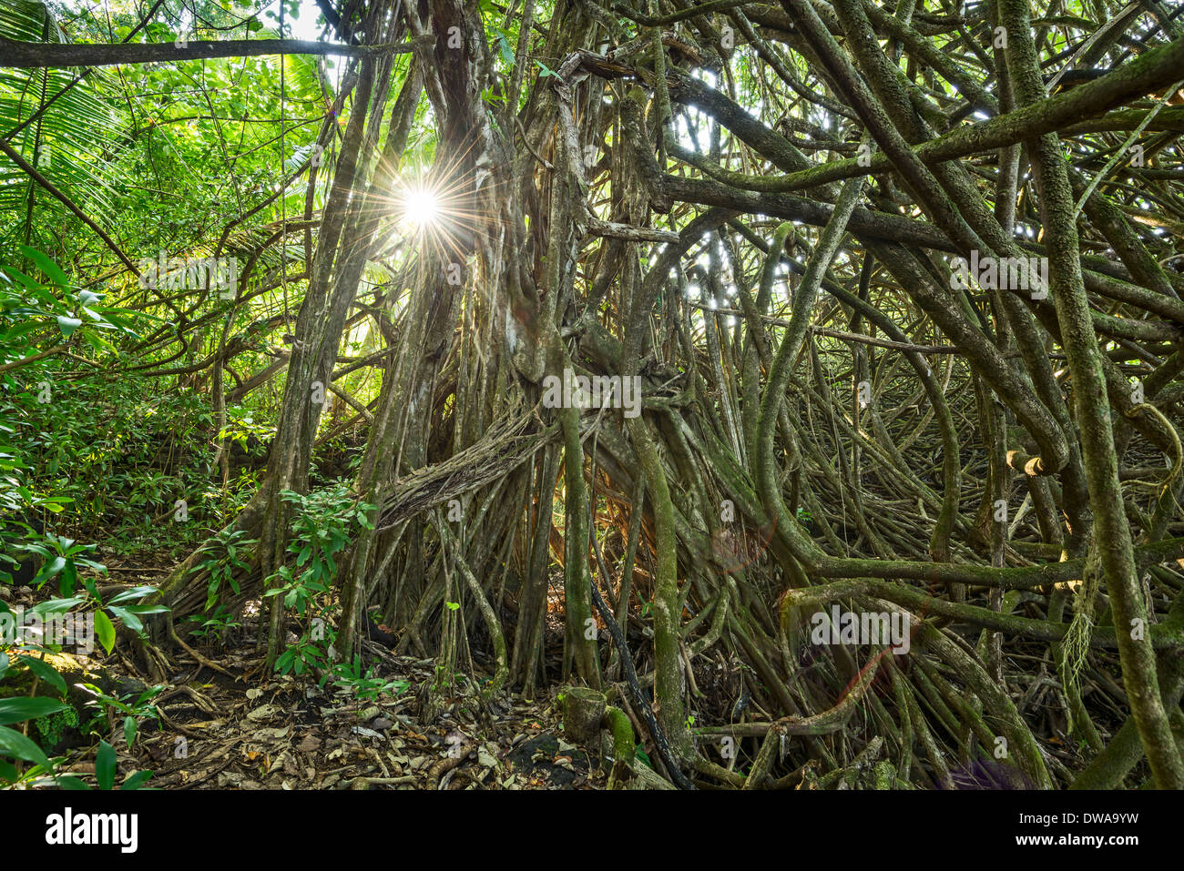 La giungla di Nahiku sull'isola hawaiana di Maui. Foto Stock