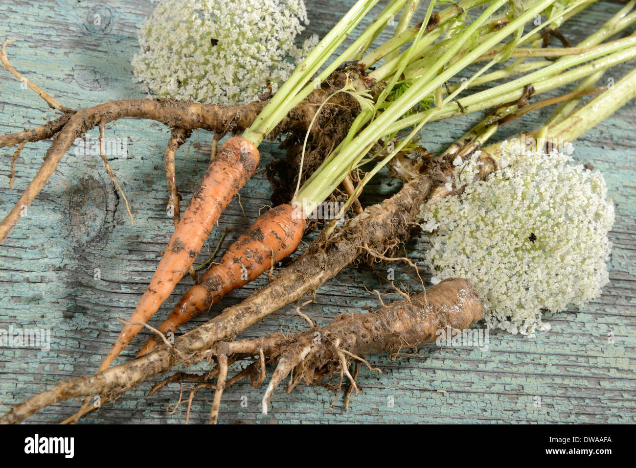 Wild carota e carota Foto Stock