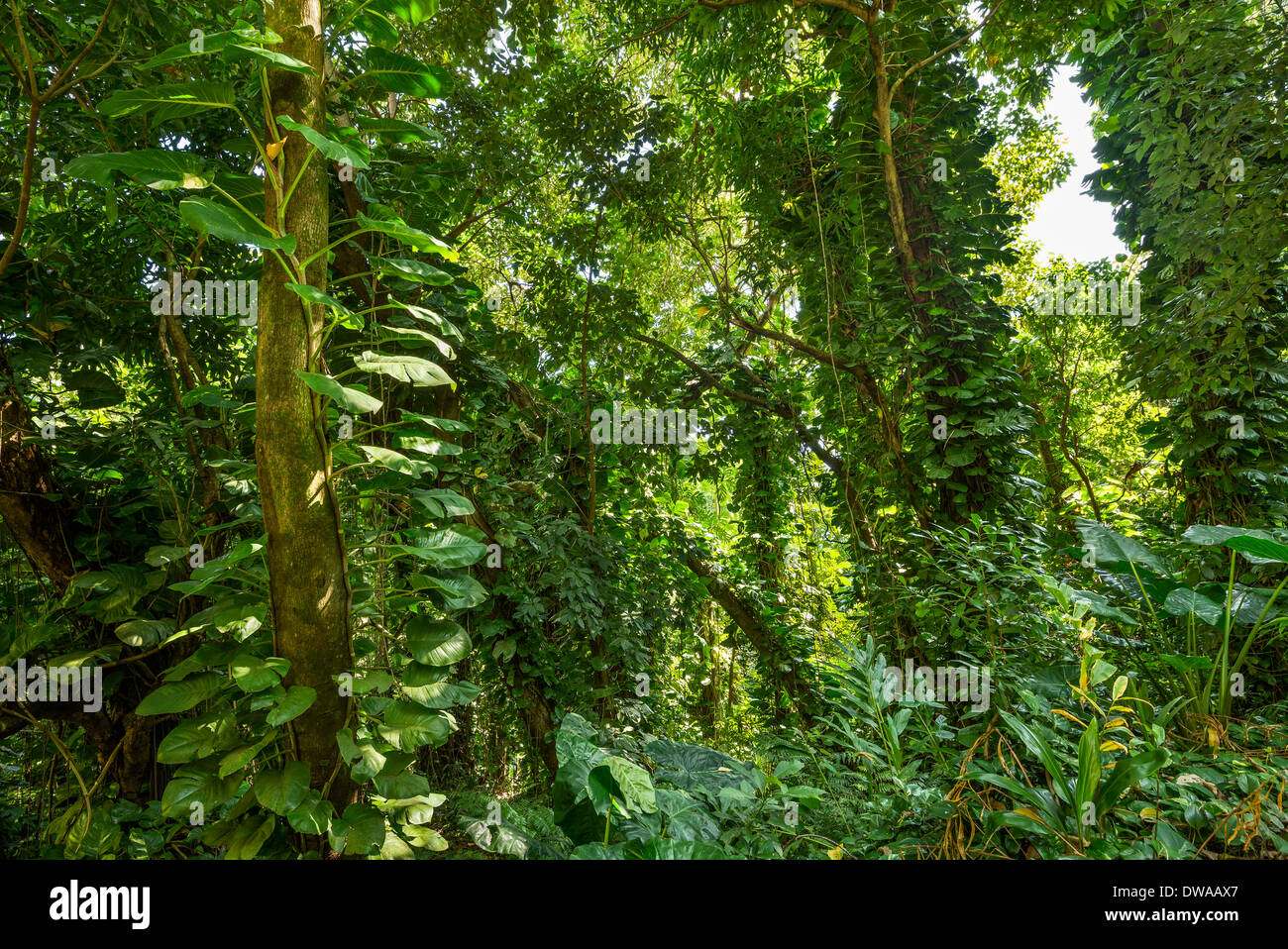 La giungla che si trova lungo la strada di Hana in Maui, Hawaii. Foto Stock