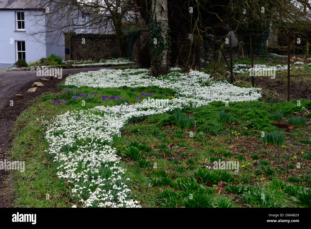 Il fiume di bucaneve Galanthus nivalis garden design massa funzione ammassato prato tappeto di fiori di fioriture fioritura Foto Stock