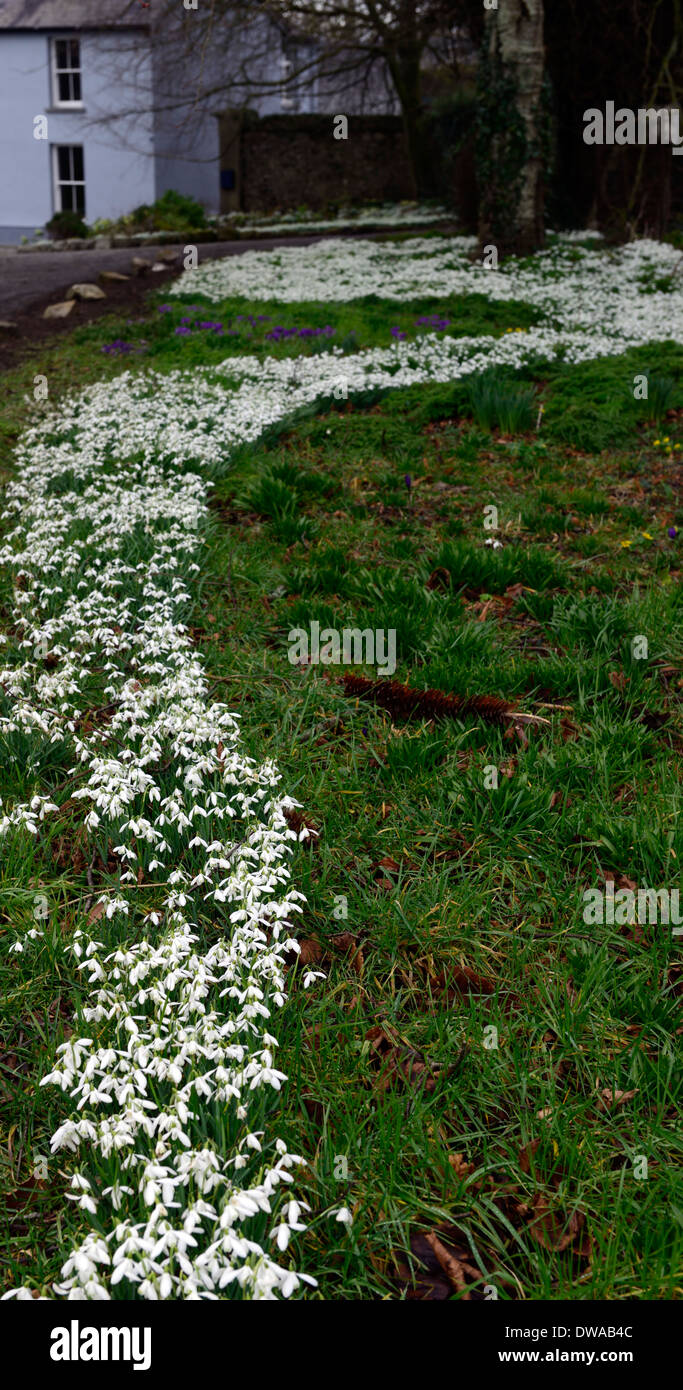Il fiume di bucaneve Galanthus nivalis garden design massa funzione ammassato prato tappeto di fiori di fioriture fioritura Foto Stock