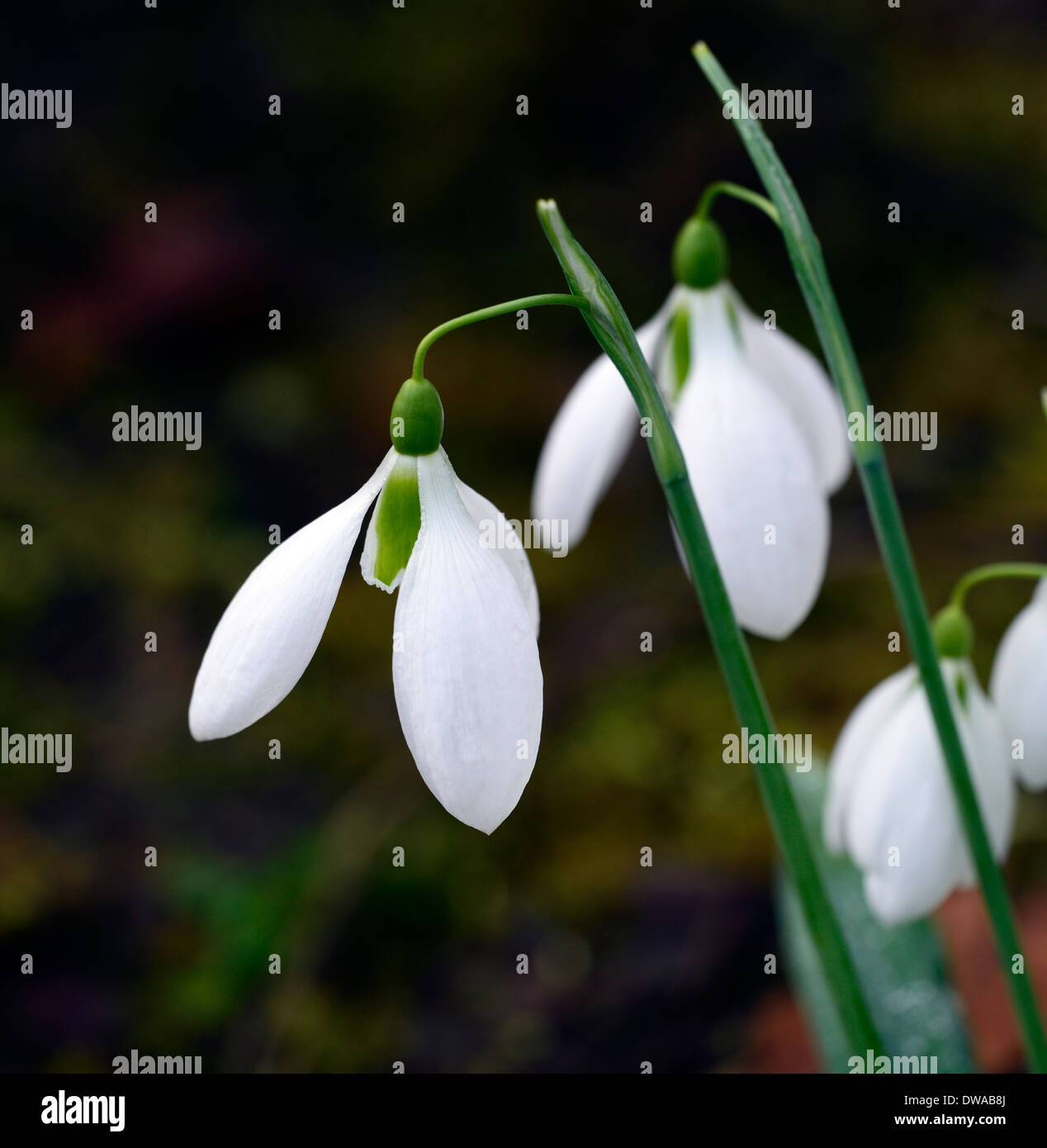 Galanthus plicatus La Perla bucaneve fiori bianchi contrassegni verdi petali di fiori di primavera ritratti vegetali delle lampadine Foto Stock