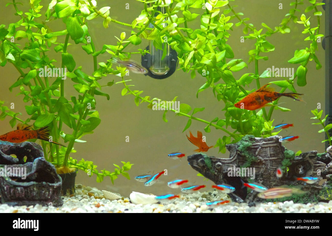 Ornamenti Per Acquario A Forma Di Pesce – Decorazione Per Vasche E Terrari, Grotta Nascondiglio Per Pesci, Paesaggio Subacqueo Realistico E Atossico