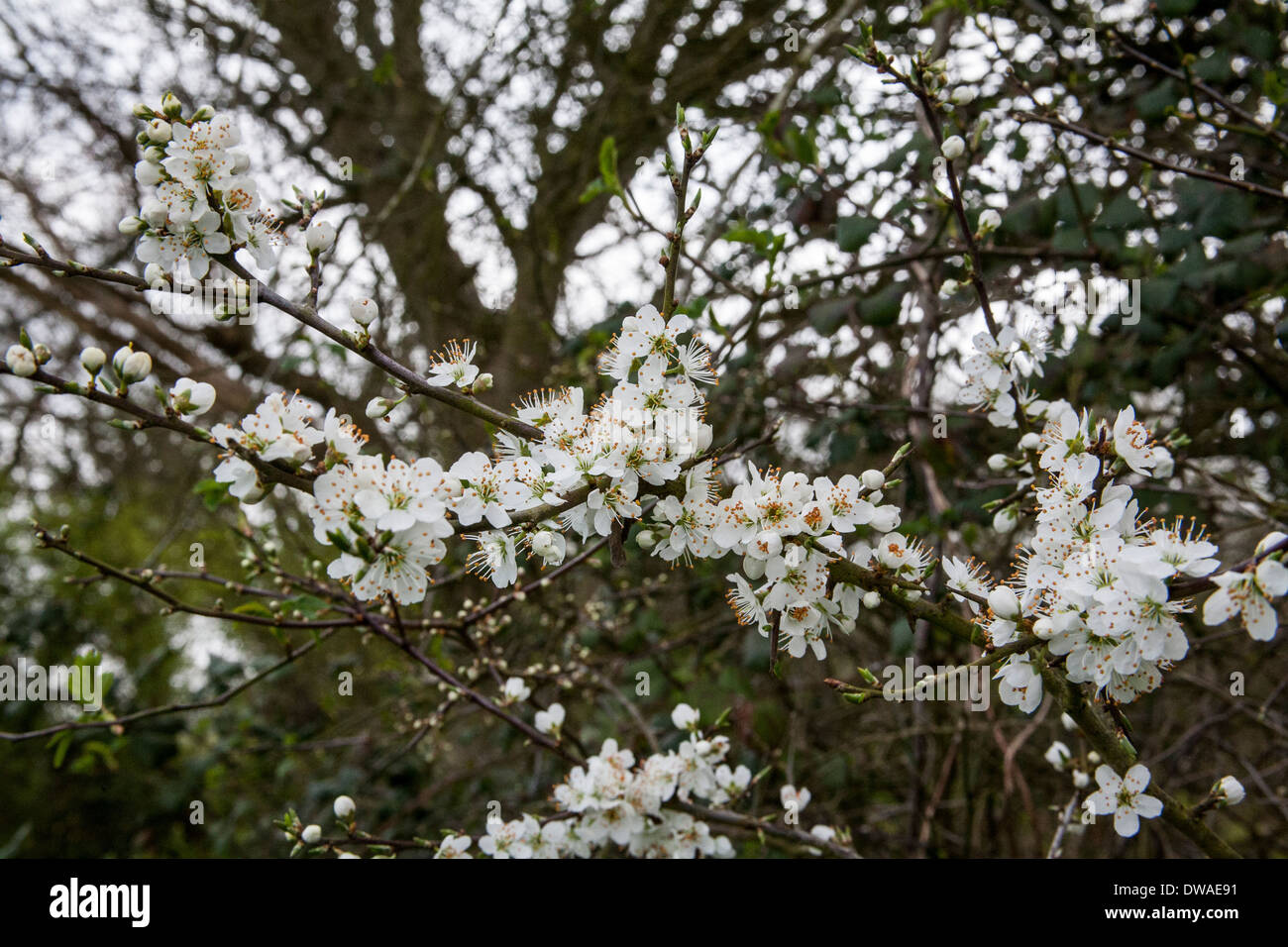 Apple Blossom in primavera Foto Stock