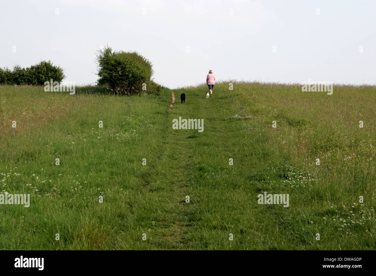 Una signora camminando due cani in campagna. Foto Stock