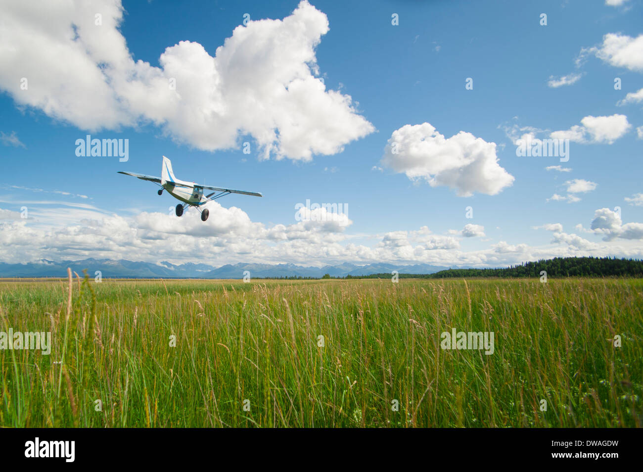 Chet Harris sorvolo a bassa su una striscia di erba nel suo Maule M5 aereo, Alaska Foto Stock