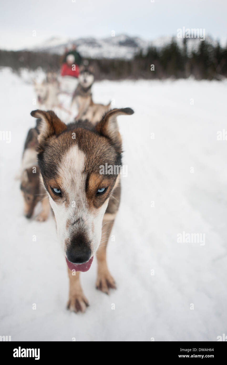 Close up foto di piombo Sled Dog Foto Stock