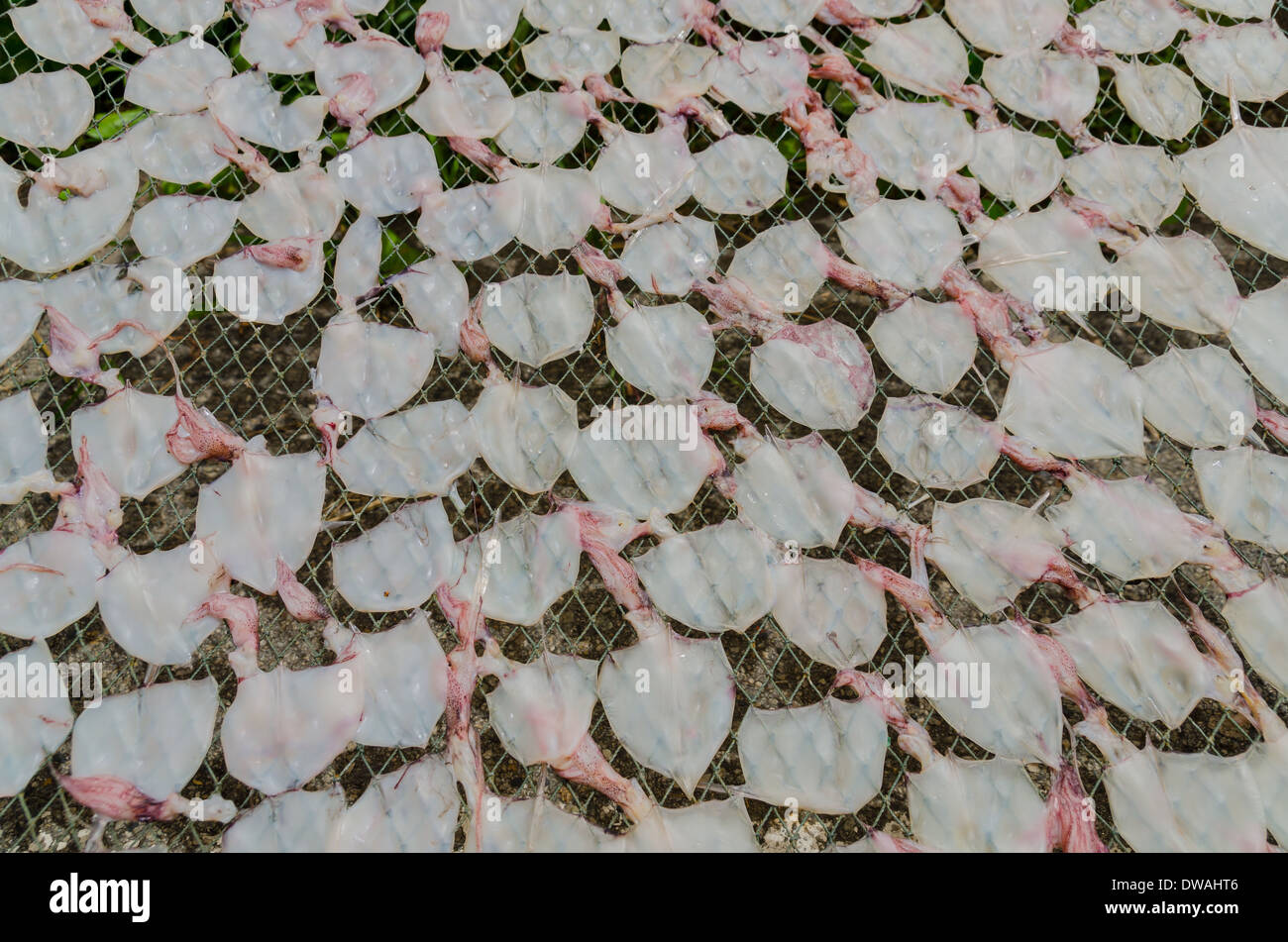 Calamari marino essiccazione mediante la luce del sole in riva al mare Foto Stock