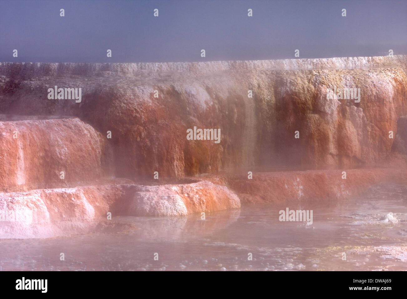 Vapore sorge sopra le molle delle Canarie lungo la terrazza superiore ansa nei pressi di Mammoth Hot Springs nel Parco Nazionale di Yellowstone, Wyoming. Foto Stock