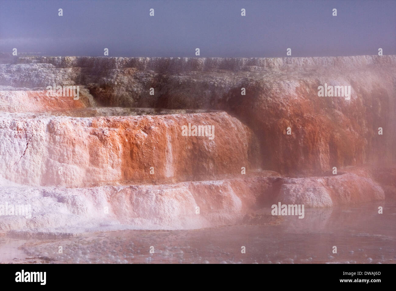 Vapore sorge dal Canary molle lungo la terrazza superiore ansa nei pressi di Mammoth Hot Springs nel Parco Nazionale di Yellowstone, Wyoming. Foto Stock