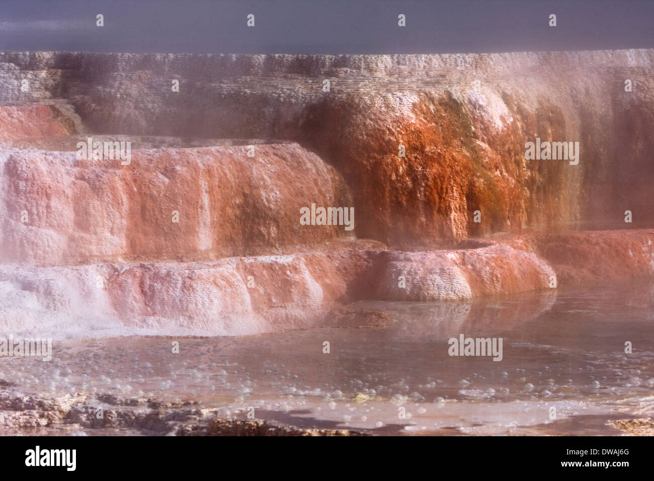 Vapore sorge dal Canary molle lungo la terrazza superiore ansa nei pressi di Mammoth Hot Springs nel Parco Nazionale di Yellowstone, Wyoming. Foto Stock