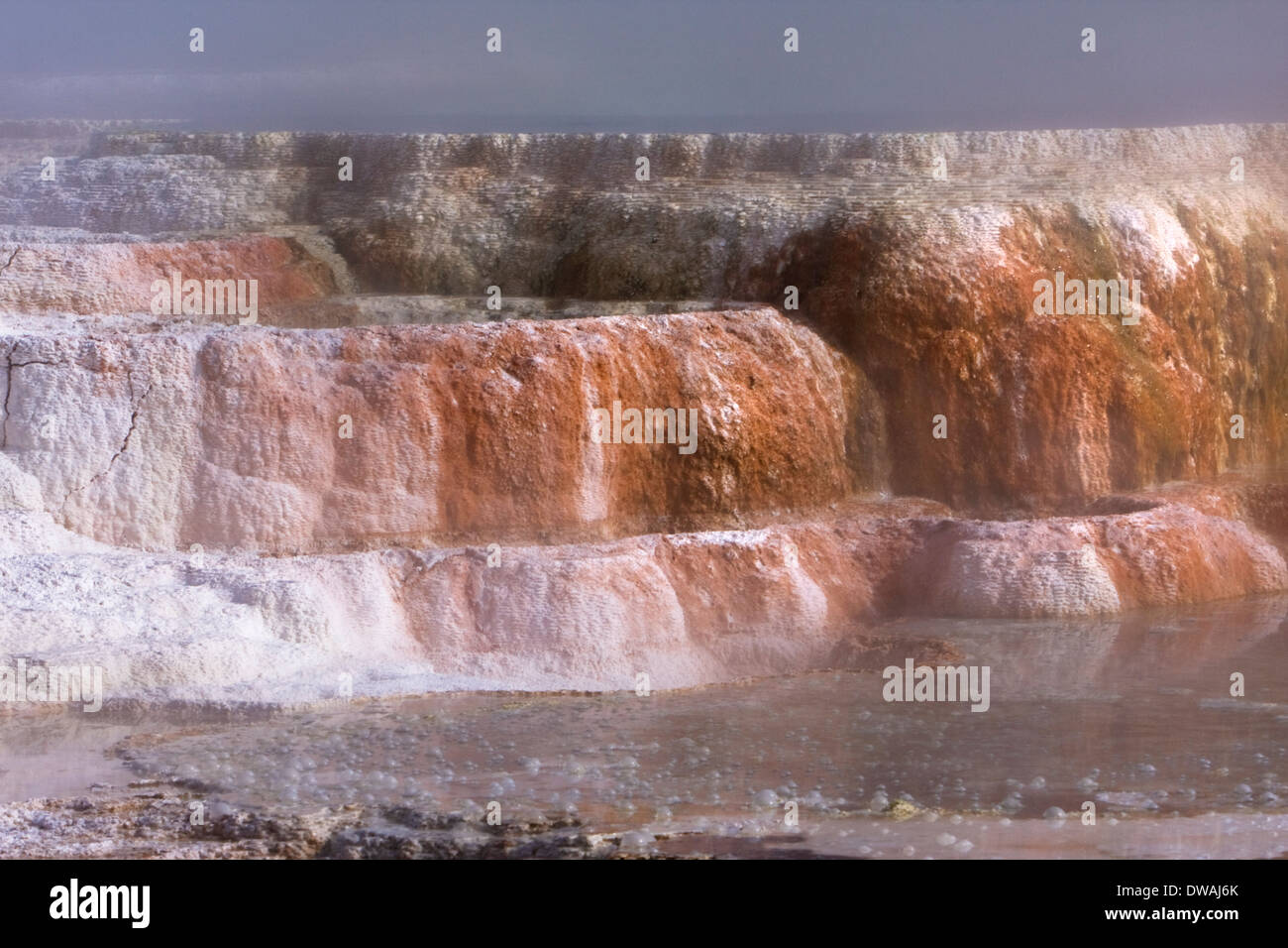 Vapore sorge dal Canary molle lungo la terrazza superiore ansa nei pressi di Mammoth Hot Springs nel Parco Nazionale di Yellowstone, Wyoming. Foto Stock