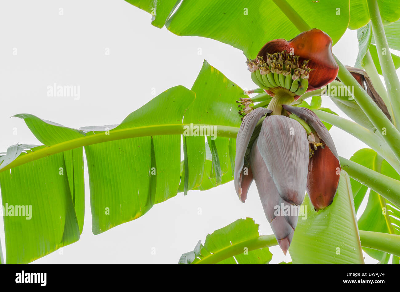 Banana rossa apertura blossom per mostrare all'interno di banana alla piantagione in Rayong Thailandia Foto Stock