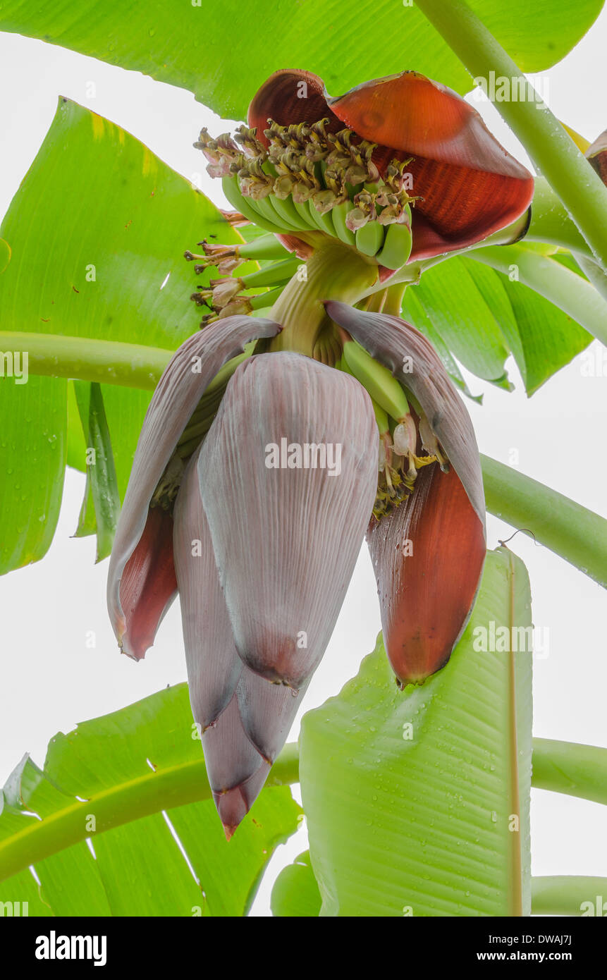 Banana rossa blossom vedere la piccola banane verdi Foto Stock