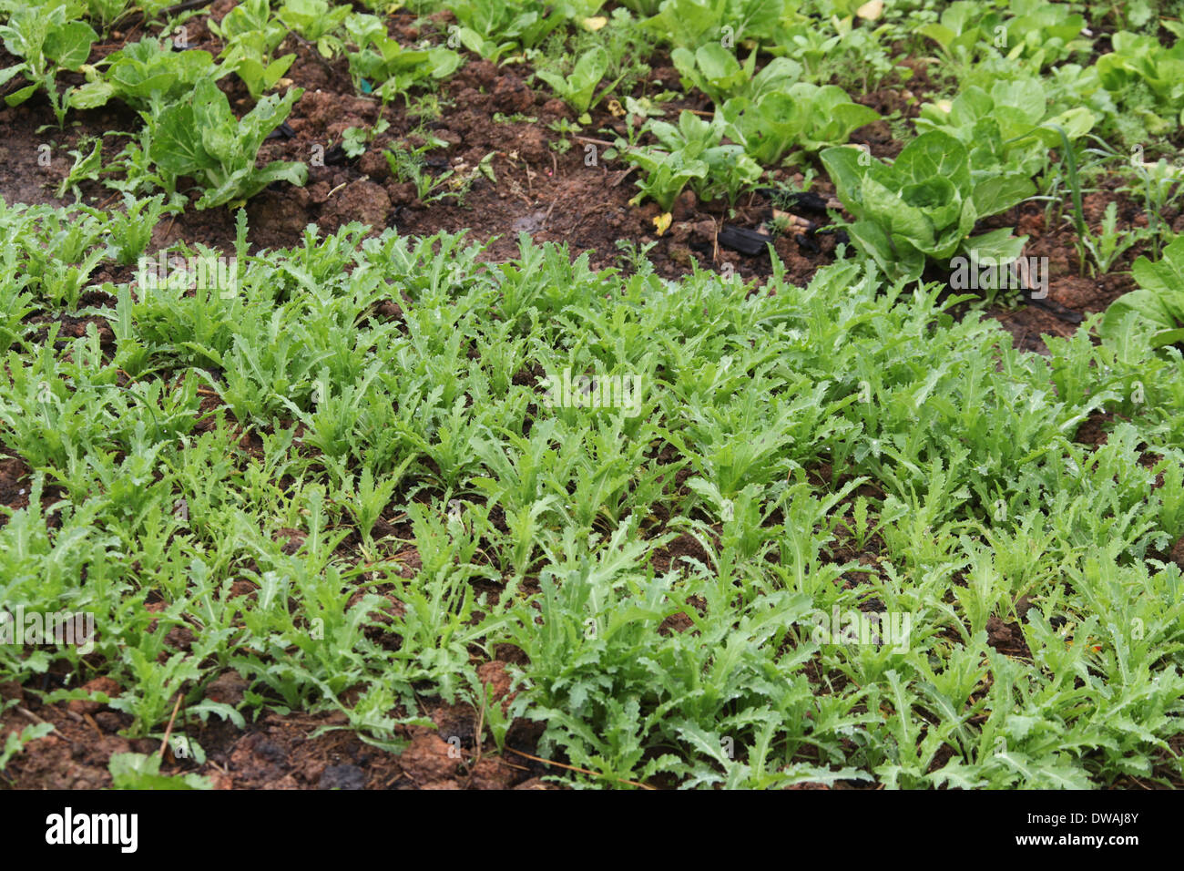 Di papavero da oppio di piante che crescono in un domestico orto nelle zone rurali del Laos Foto Stock