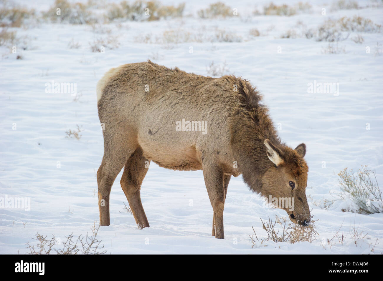 Elk (Cervus elaphus) su un pendio nevoso sul Columbia Plateau Blacktail.la fauna selvatica del Parco di Yellowstone a Lamar Valley. Foto Stock