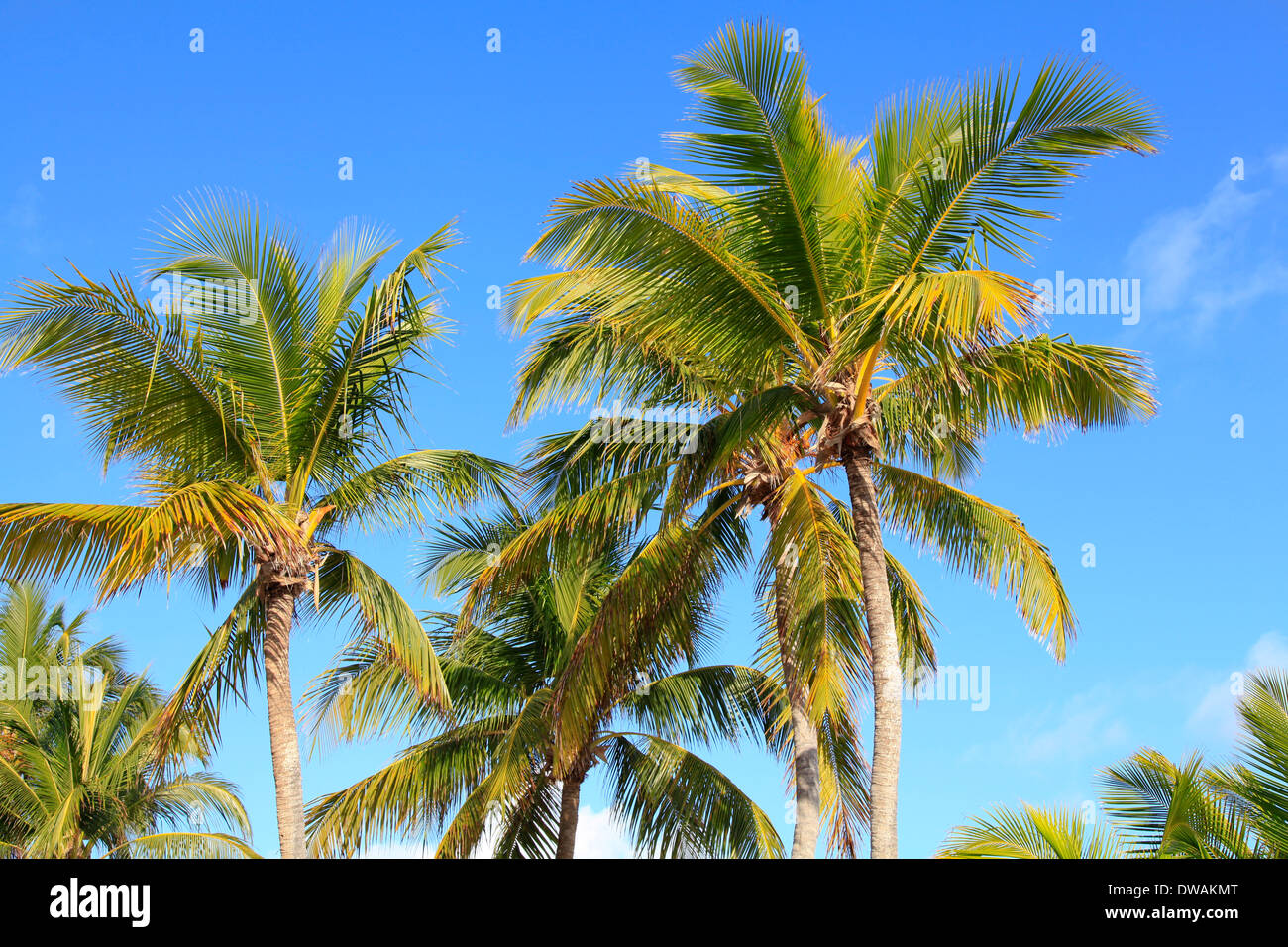Gli alberi di palma in Mami Beach, Florida, Stati Uniti d'America Foto Stock