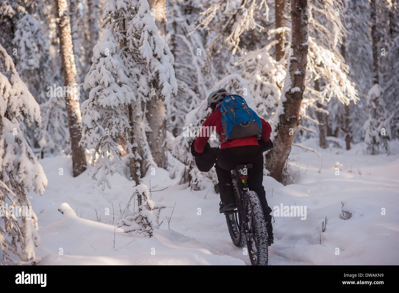 Foto della persona che guida fat tire snow bike sul speedway trail, Campbell sentieri, Anchorage in Alaska, colpo da dietro. Foto Stock